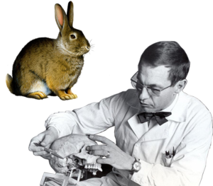 Ca cấy ghép kim loại titan đầu tiên là nối xương đùi cho một chú thỏ